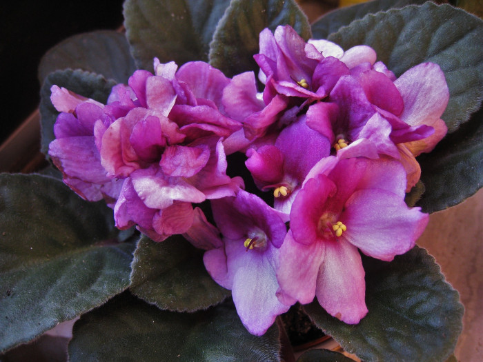 바이올렛 - African violets, Saintpaulia