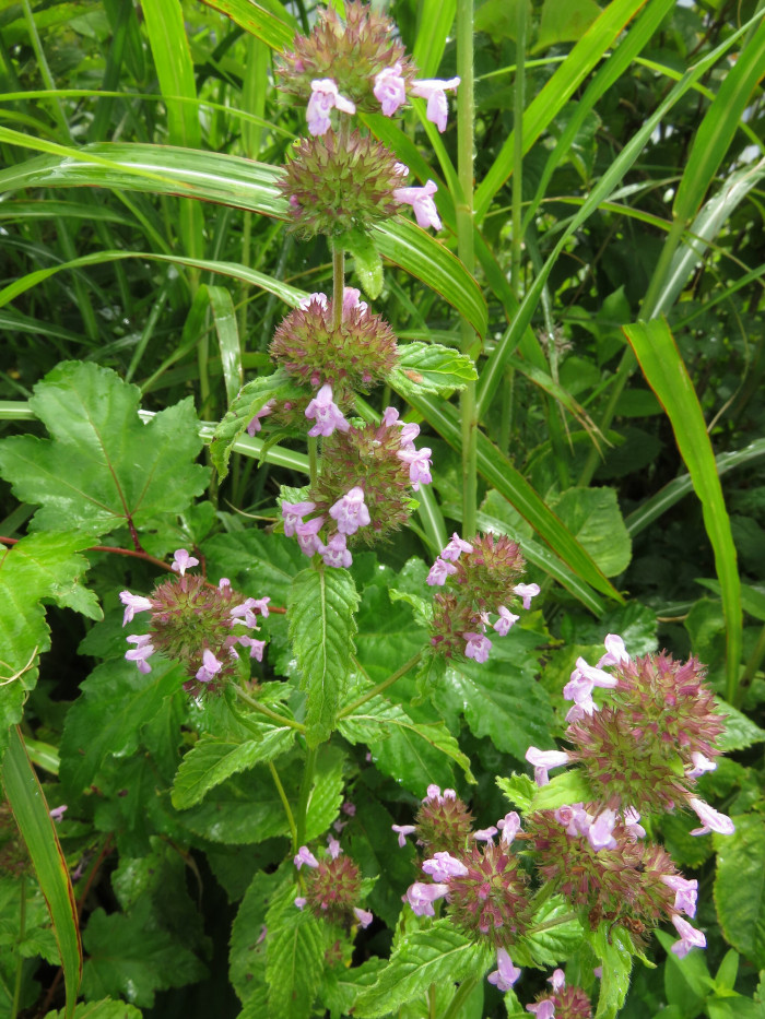 층층이꽃 - Clinopodium chinense (Benth.) Kuntze