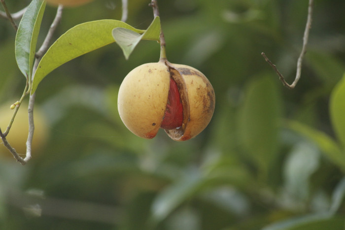 육두구 - Nutmeg, Mace, Muscadier, Nutmeg fruit, Myristica fragrans