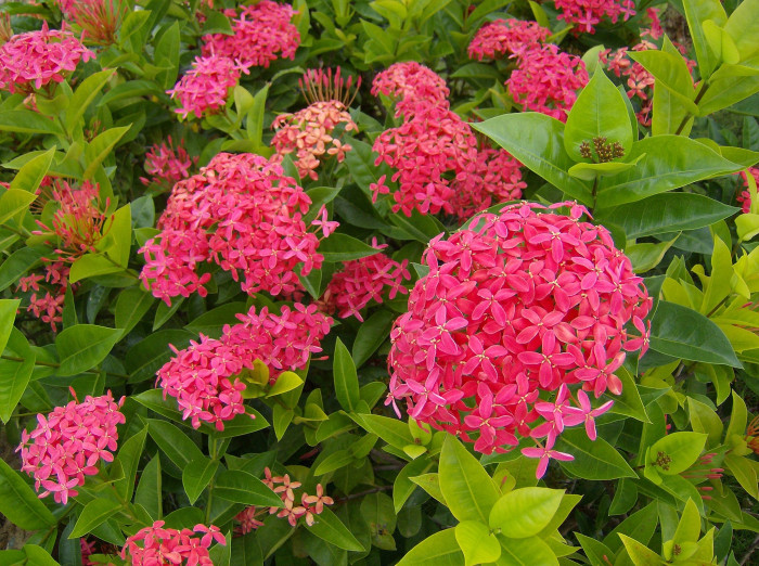 익소라 코키니아 - Jungle geranium, Ixora Coccinea