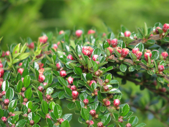 홍자단 - Rock cotoneaster, Cotoneaster horizontalis Decne.