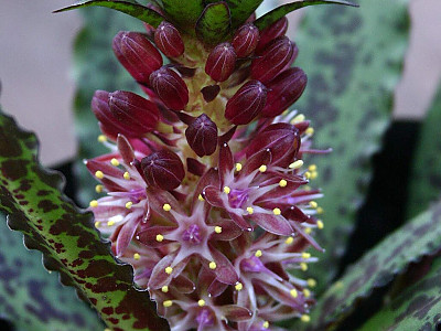Eucomis vandermerwei 사진