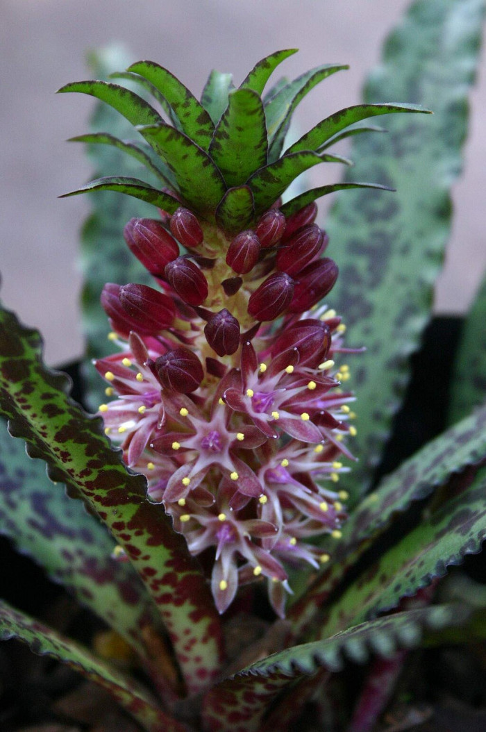 파인애플릴리 - Pineapple Lily, pineapple flowers, Eucomis