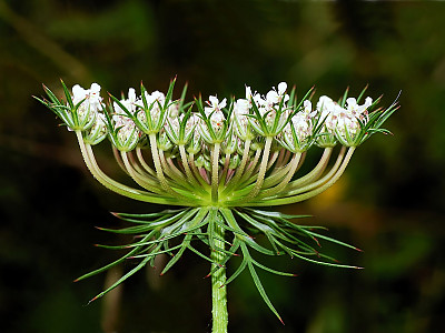 당근 사진 - Daucus carota subsp. sativa (Hoffm.) Arcang. Photos