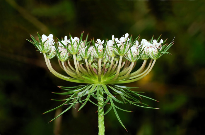 당근 - Daucus carota subsp. sativa (Hoffm.) Arcang.