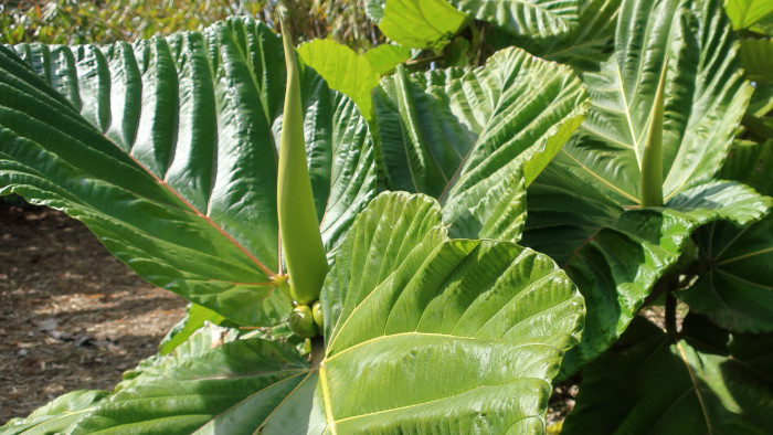 집시무화과 - Highland breadfruit, dinner plate fig, Ficus dammaropsis