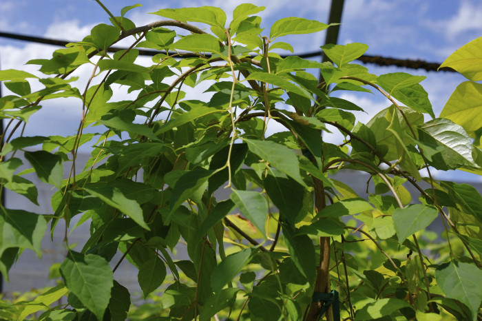 때죽나무 - Styrax japonica