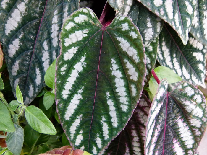 시서스 디스컬러 - Rex Begonia Vine, Cissus Discolor