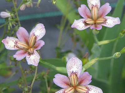 대청부채 사진 - Iris dichotoma Pall. Photos