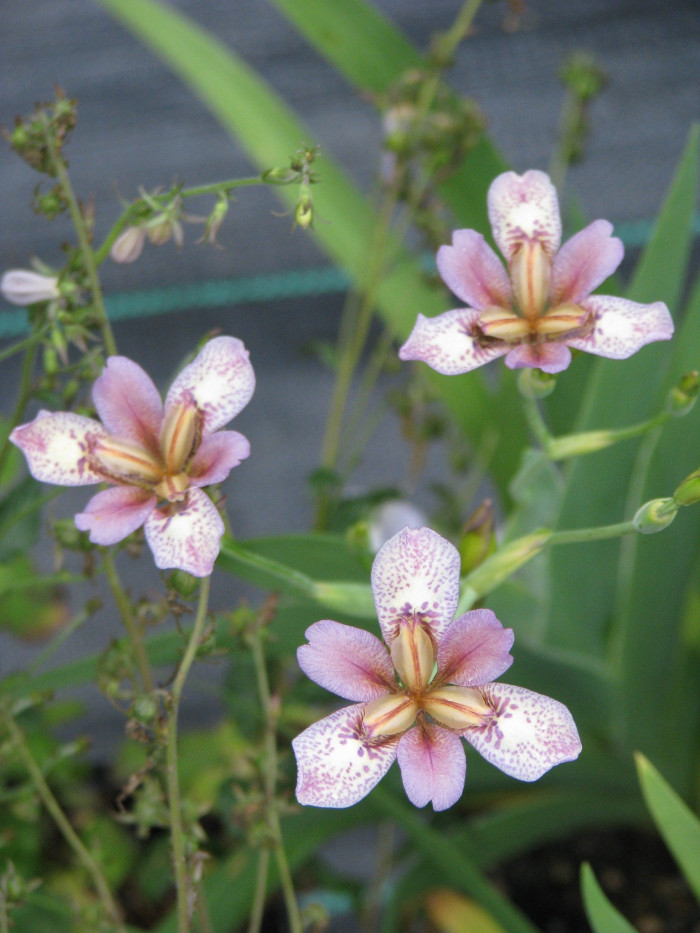 대청부채 - Iris dichotoma Pall.