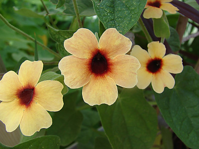 아프리카 나팔꽃 사진 - Thunbergia alata Photos