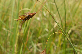대택사초 - Carex limosa L.