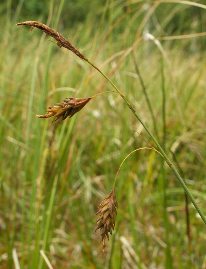 대택사초 - Marshy Sedge, Carex limosa L.