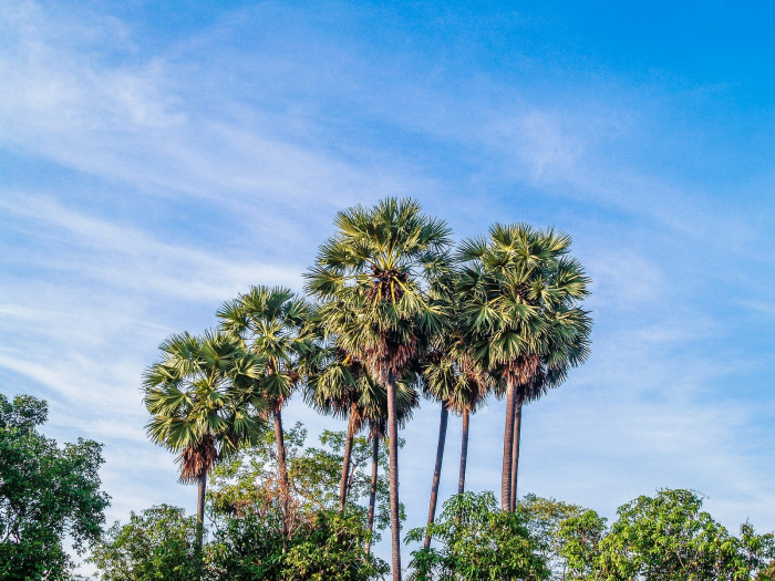 양배추 야자 - cabbage-palm, palmetto, cabbage palmetto, blue palmetto, Carolina palmetto, common palmetto, Sabal palmetto