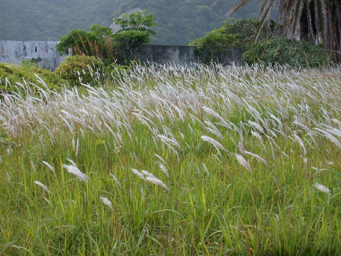 띠 - Imperata cylindrica var. koenigii (Retz.) Pilg.