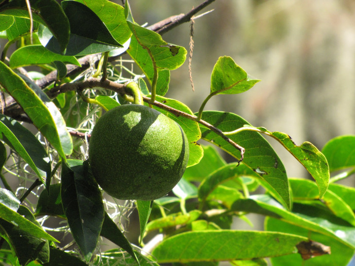 악어사과 - Pond apple, Alligator apple, Swamp apple, Corkwood, Bobwood, Annona glabra L.