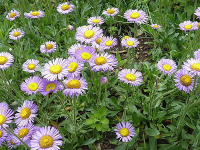 아스펜데이지 사진 - Erigeron speciosus Photos