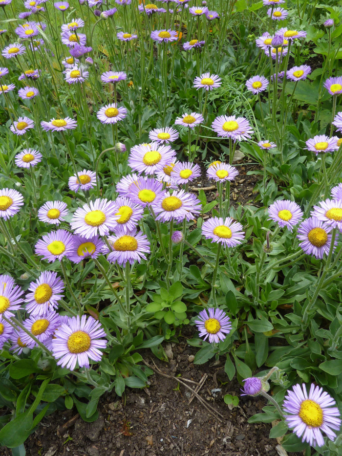 아스펜데이지 - Aspen daisy, Aspen fleabane, Garden fleabane, showy fleabane, Erigeron speciosus