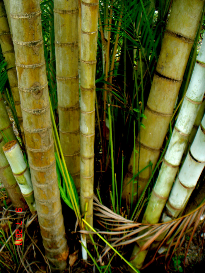 사탕수수야자 - Sugar Cane Palm, Dypsis baronii
