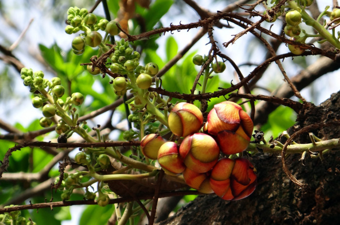 캐논볼 트리 - Cannonball tree, Couroupita guianensis