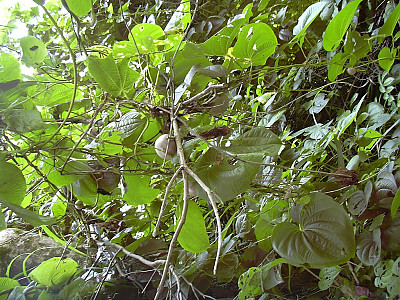 둥근마 사진 - Dioscorea bulbifera L. Photos