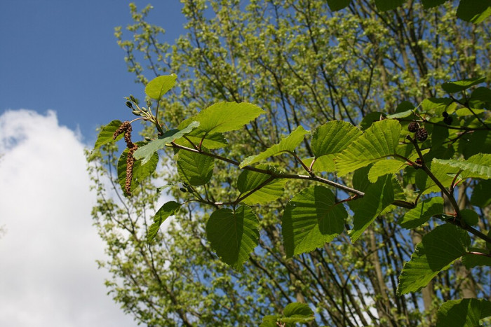 두메오리나무 - Alnus maximowiczii Callier