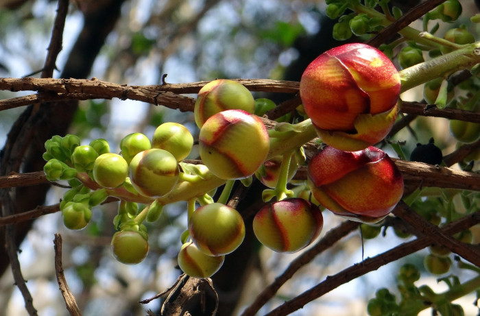 캐논볼 트리 - Cannonball tree, Couroupita guianensis