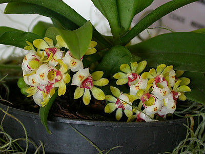 탐라란 사진 - Gastrochilus japonicus (Makino) Schltr. Photos