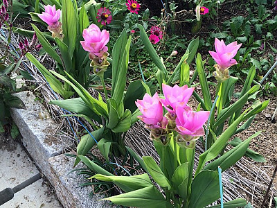 쿠르쿠마 사진 - Curcuma zedoaria (Christm.) Roscoe Photos