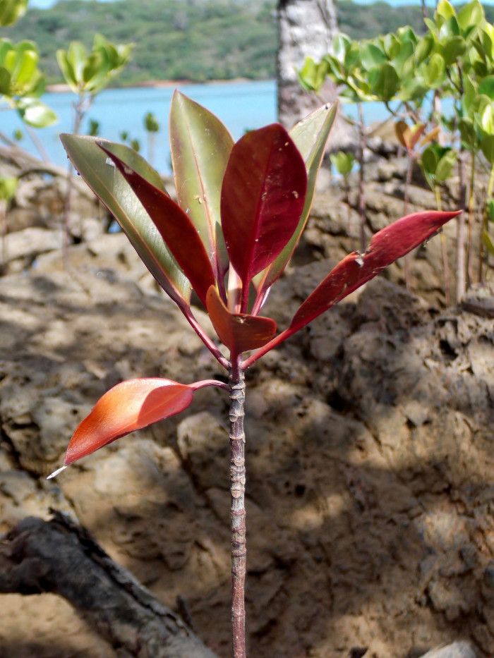 검은맹그로브 - Black mangrove, Bruguiera gymnorhiza (L.) Lam.