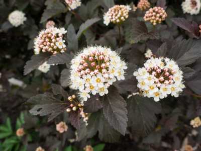 자엽국수나무 사진 - Physocarpus opulifolius Photos