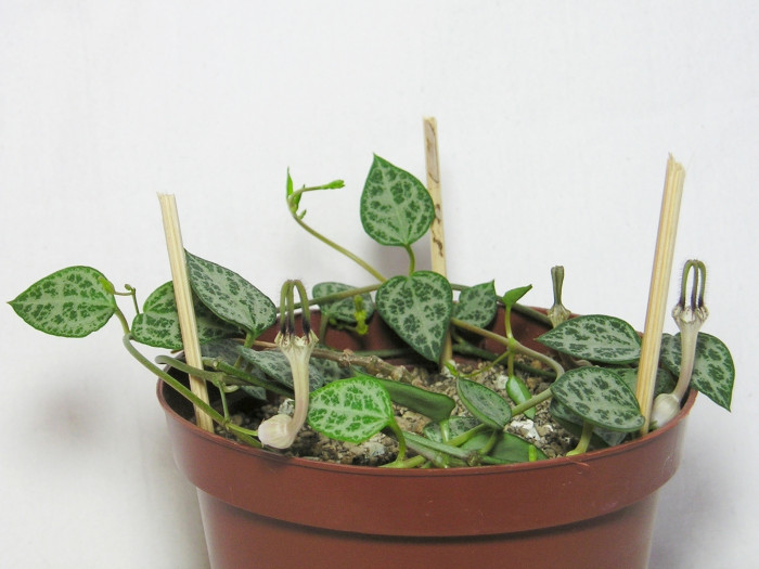 세로페지아 - dimorpha, Ceropegia