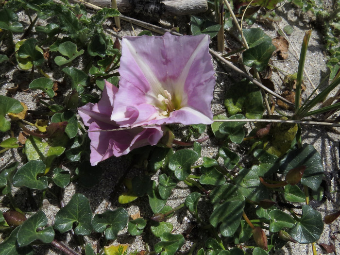 갯메꽃 - Calystegia soldanella (L.) Roem. & Schultb.