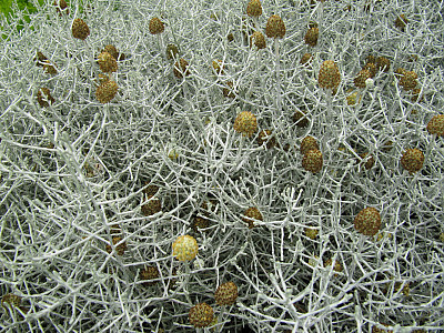 쿠션부쉬 사진 - Leucophyta brownii Photos
