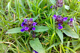 두메꿀풀 - Prunella vulgaris var. aleutica Fernald