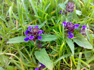 두메꿀풀 사진 - Prunella vulgaris var. aleutica Fernald Photos