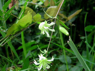 덩굴별꽃 사진 - Cucubalus baccifer var. japonicus Miq. Photos