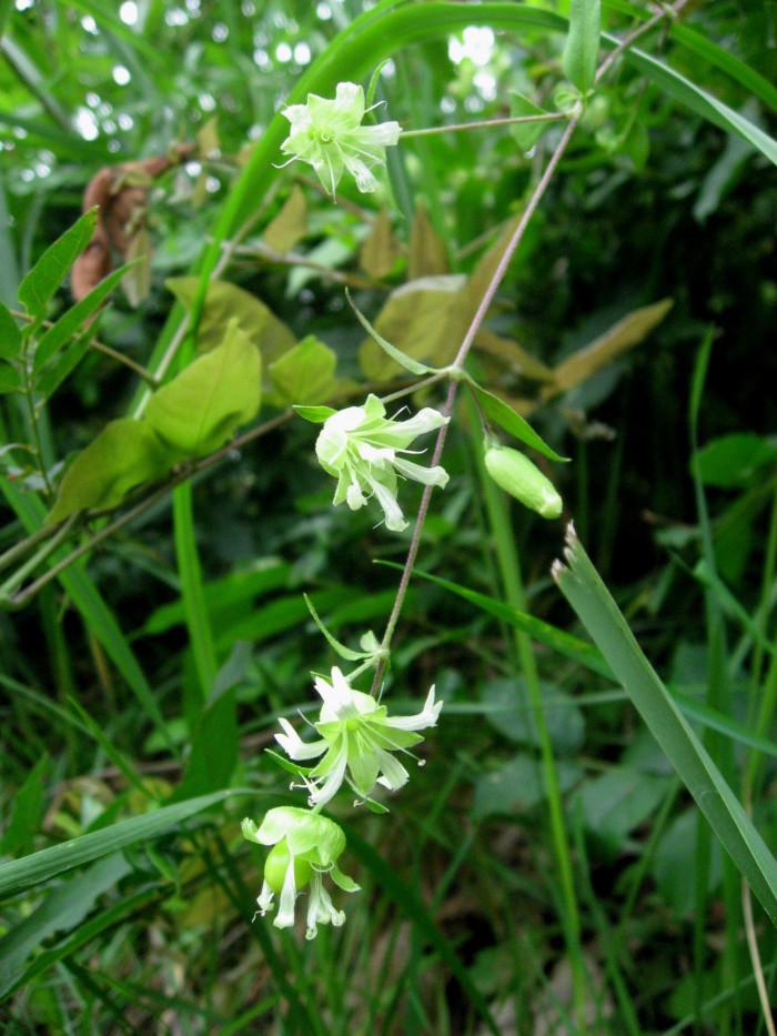 덩굴별꽃 - Cucubalus baccifer var. japonicus Miq.