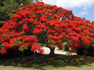 공작화 사진 - Caesalpinia pulcherrima (L.) Sw Photos