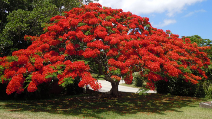 공작화 - Peacock Flower, Poinciana, Red Bird of Paradise,Dwarf Poinciana, Caesalpinia pulcherrima (L.) Sw
