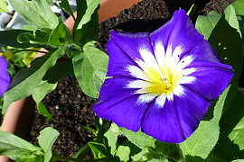 삼색메꽃 - Convolvulus tricolor