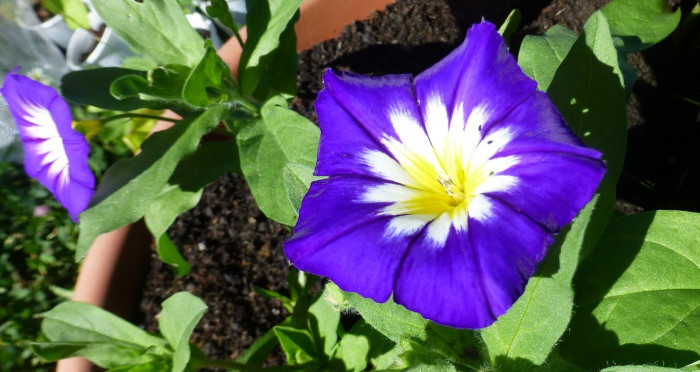 삼색메꽃 - dwarf morning-glory, tricolour convolvulus, Convolvulus tricolor