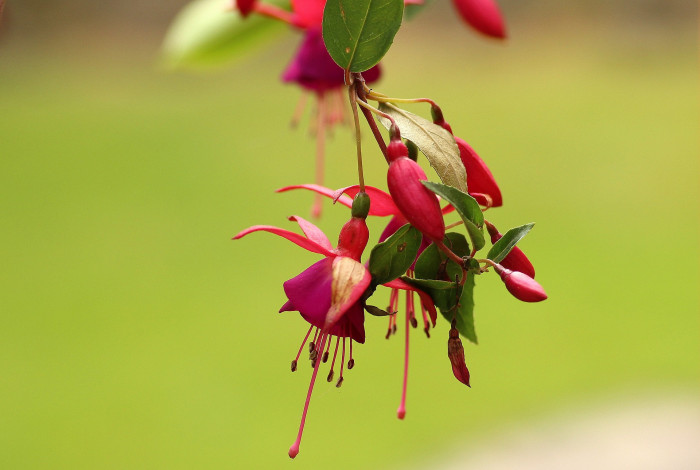 후쿠시아 - Common garden fuchsia, Fuchsia spp.
