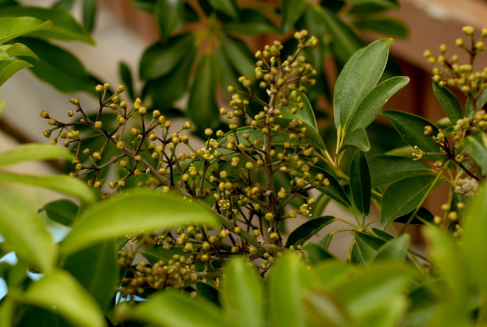 홍콩야자 - umbrella tree, Schefflera arboricola