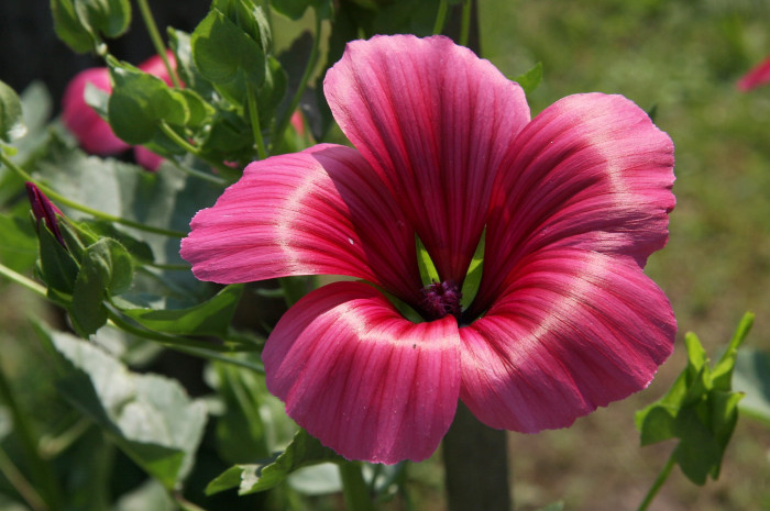 나무아욱 - Tree mallow, Lavatera trimestris
