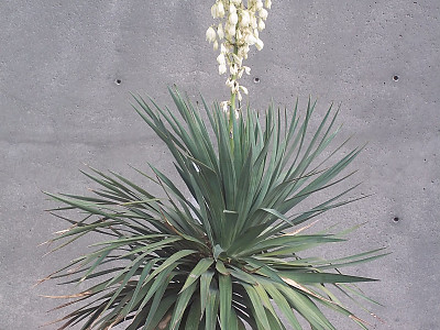 유카 사진 - Yucca gloriosa L. Photos