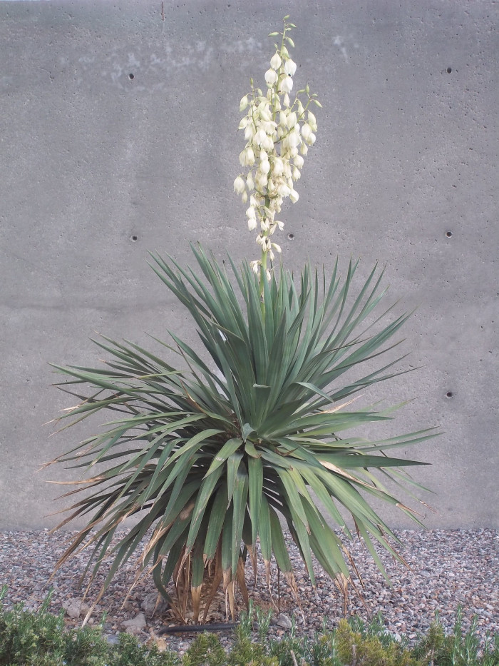 유카 - Yucca gloriosa L.