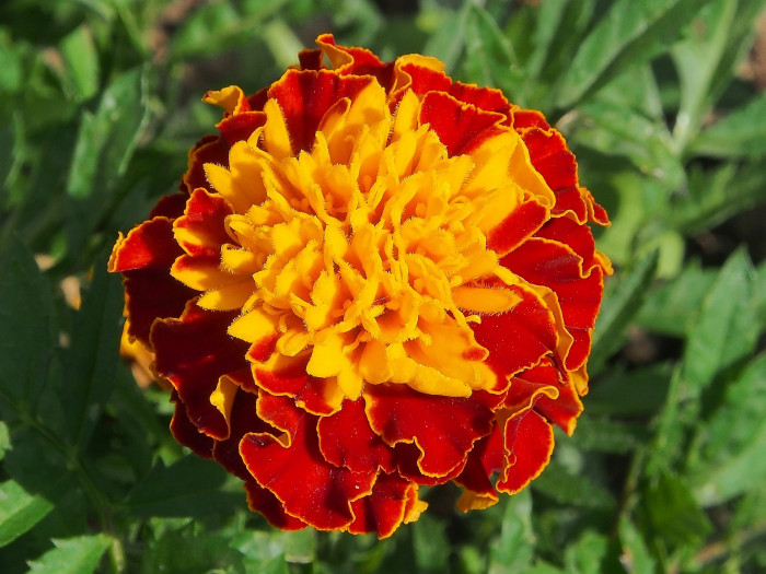 만수국 - Mari gold, Tagetes patula L.