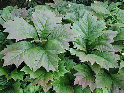도깨비부채 사진 - Rodgersia podophylla A.Gray Photos