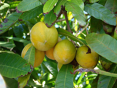 계란과일 사진 - Pouteria campechiana Photos